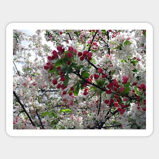 Spring Blossoms Sticker